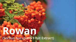 Attēlu rezultāti vaicājumam “Sorbus aucuparia fruit”