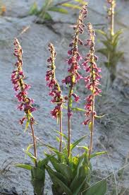 Attēlu rezultāti vaicājumam “Epipactis atrorubens”