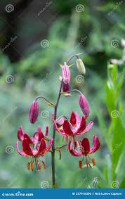 Attēlu rezultāti vaicājumam “Lilium martagon bud”