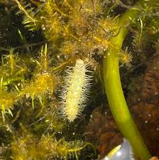 Attēlu rezultāti vaicājumam “Parapoynx stratiotata male”