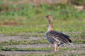 Image result for Anser brachyrhynchus