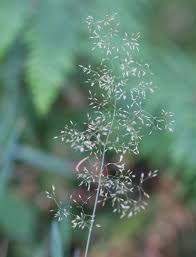 Attēlu rezultāti vaicājumam “Agrostis capillaris”