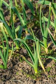 Attēlu rezultāti vaicājumam “Allium sativum”