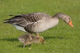 Attēlu rezultāti vaicājumam “Anser anser juvenile”