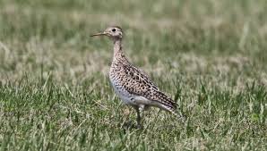 Image result for Bartramia longicauda