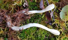 Attēlu rezultāti vaicājumam “Podostroma leucopus”