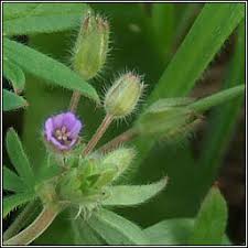 Attēlu rezultāti vaicājumam “Geranium pusillum flower”