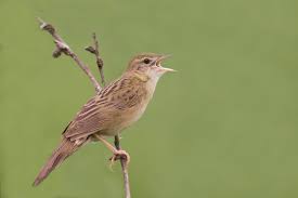 Image result for Locustella naevia