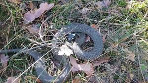 Image result for Ringelnatter