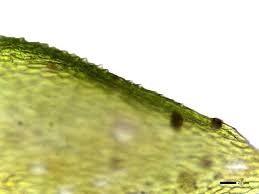 Attēlu rezultāti vaicājumam “Pterigynandrum filiforme”