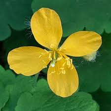Attēlu rezultāti vaicājumam “Chelidonium majus flower”