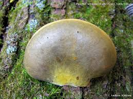 Attēlu rezultāti vaicājumam “Panellus serotinus”