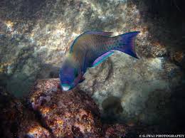 Image result for Scarus psittacus