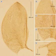 Attēlu rezultāti vaicājumam “Plagiothecium latebricola macro”