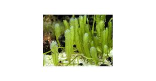 Attēlu rezultāti vaicājumam “Lycogala asperum macro”