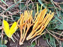 Attēlu rezultāti vaicājumam “Ramariopsis crocea”