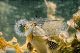 Image result for Ameiurus melas