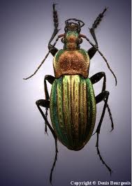 Attēlu rezultāti vaicājumam “Carabus cancellatus”
