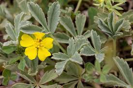 Attēlu rezultāti vaicājumam “Potentilla arenaria flower”