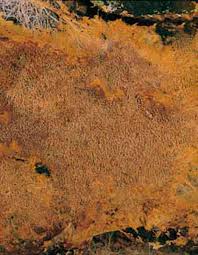 Attēlu rezultāti vaicājumam “Asterodon ferruginosus”