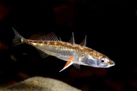 Attēlu rezultāti vaicājumam “Gasterosteus aculeatus”