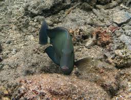 Image result for Acanthurus blochii