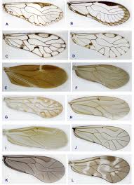 Attēlu rezultāti vaicājumam “Psocoptera”