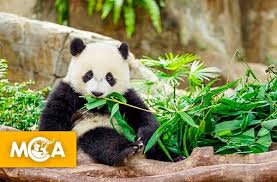Résultat de recherche d'images pour "pandas"