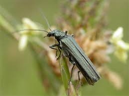 Attēlu rezultāti vaicājumam “Oedemera sp.”