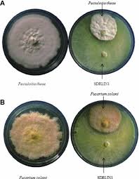 Attēlu rezultāti vaicājumam “Hypocrea rufa”