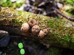 Attēlu rezultāti vaicājumam “Sarcosoma globosum”