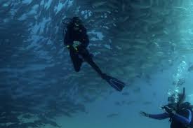Image result for Manta Divers Sub-Aqua Club