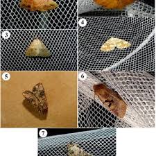 Attēlu rezultāti vaicājumam “Euphydrias aurinia upperside”