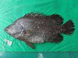 Image result for Lobotes surinamensis