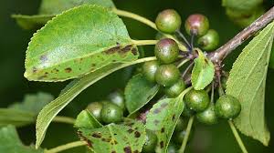 Attēlu rezultāti vaicājumam “Rhamnus cathartica fruit”