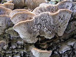 Attēlu rezultāti vaicājumam “Lenzites betulina”