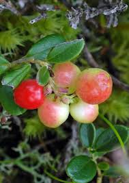 Attēlu rezultāti vaicājumam “Vaccinium vitis-idaea fruit”