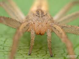 Attēlu rezultāti vaicājumam “Tibellus oblongus”