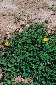 Attēlu rezultāti vaicājumam “Potentilla reptans flower”