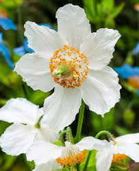 Image result for Meconopsis betonicifolia alba