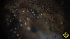 Attēlu rezultāti vaicājumam “Cribraria microcarpa”