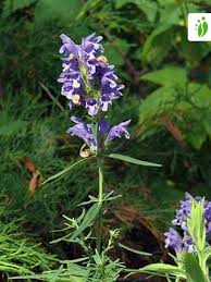 Attēlu rezultāti vaicājumam “Dracocephalum ruyschiana”