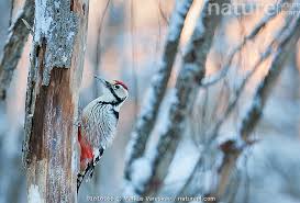 Attēlu rezultāti vaicājumam “Dendrocopos leucotos male”