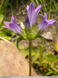 Image result for Campanula lingulata