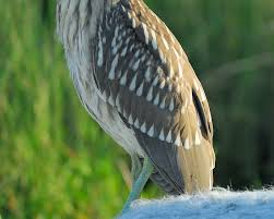Image result for Nycticorax nycticorax