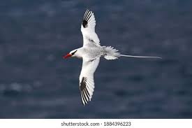 Image result for Phaethon aethereus