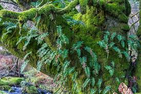 Attēlu rezultāti vaicājumam “Amblystegium serpens”