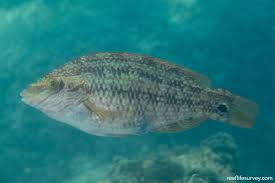 Image result for Symphodus melops