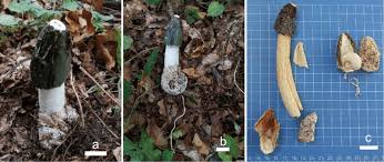 Attēlu rezultāti vaicājumam “Phallus impudicus”