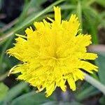 Attēlu rezultāti vaicājumam “Pilosella officinarum”